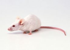 К чему снится мышь маленькая или большая, много маленьких мышей? основные толкования - к чему снятся маленькие мыши