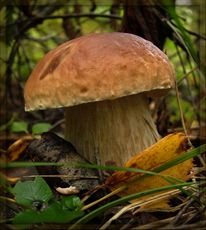 К чему снятся грибы женщине: собирать грибы, готовить грибы, есть грибы? основные толкования - к чему снятся грибы женщине