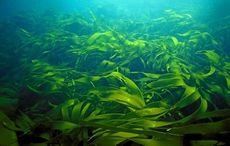 Польза и свойства морских водорослей. лечение водорослями. морские водоросли в похудении. морские водоросли против целлюлита