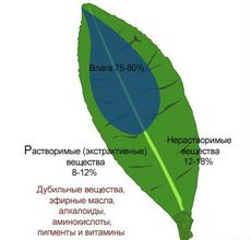 Зеленый чай, состав, польза и вред зеленого чая